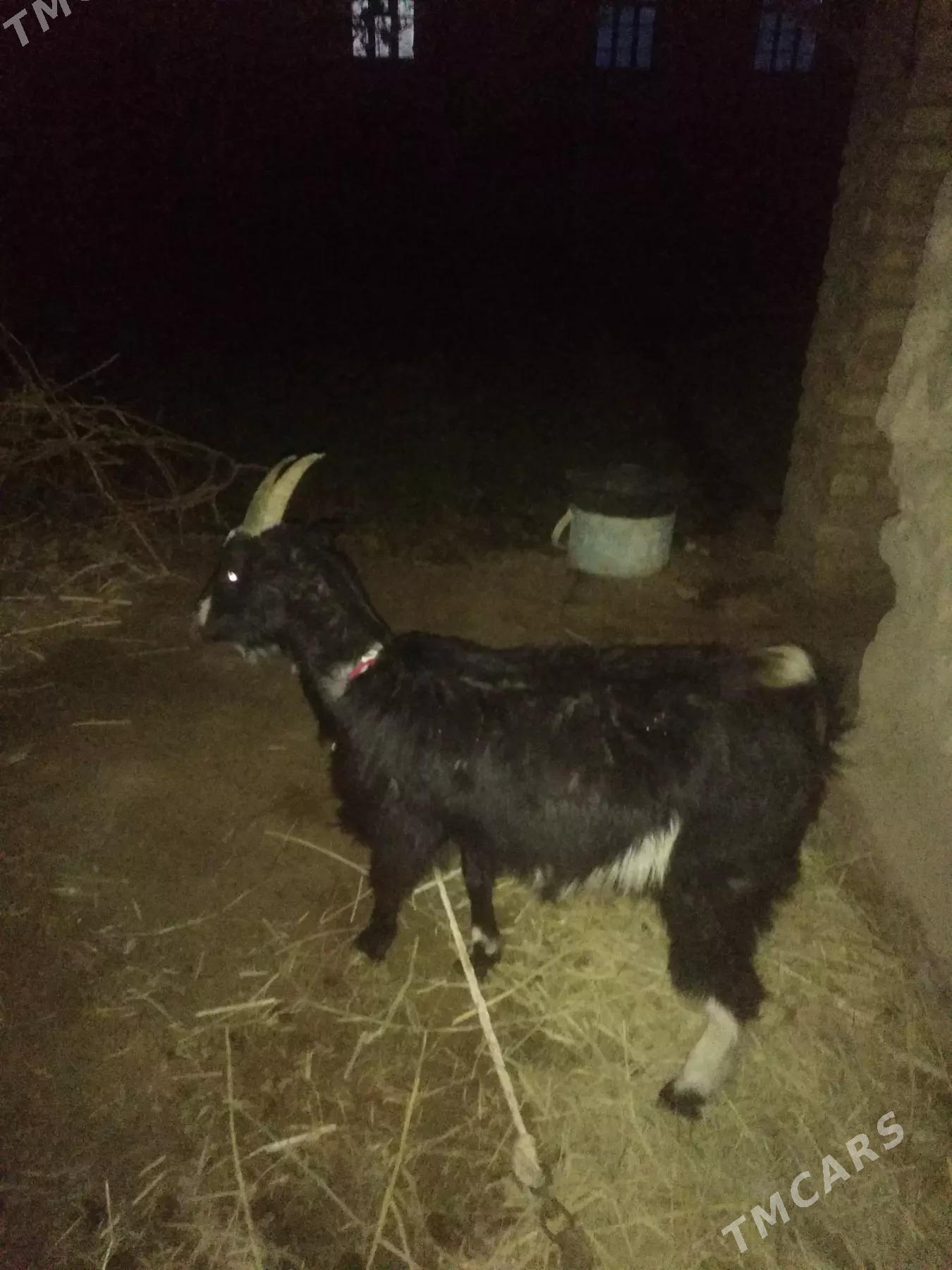 Geçi - Дянев - img 4