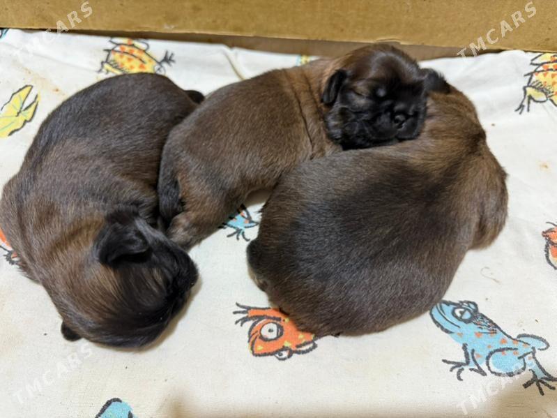 Щенки Пекинес Щ - Туркменабат - img 3