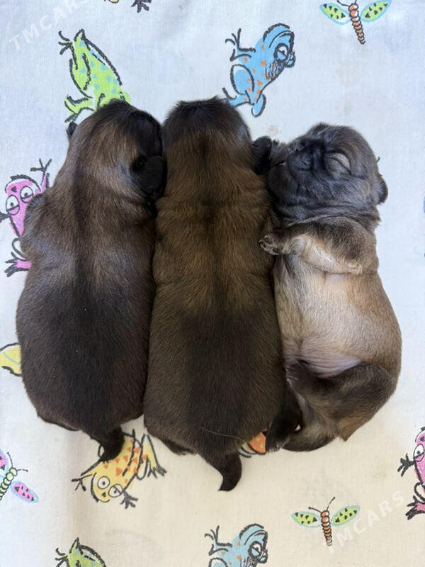 Щенки Пекинес Щ - Туркменабат - img 4