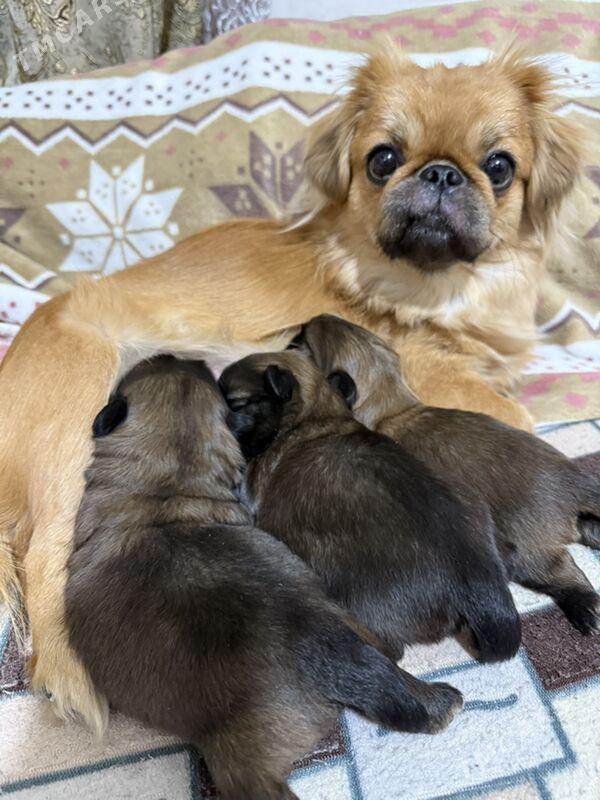 Щенки Пекинес Щ - Туркменабат - img 2