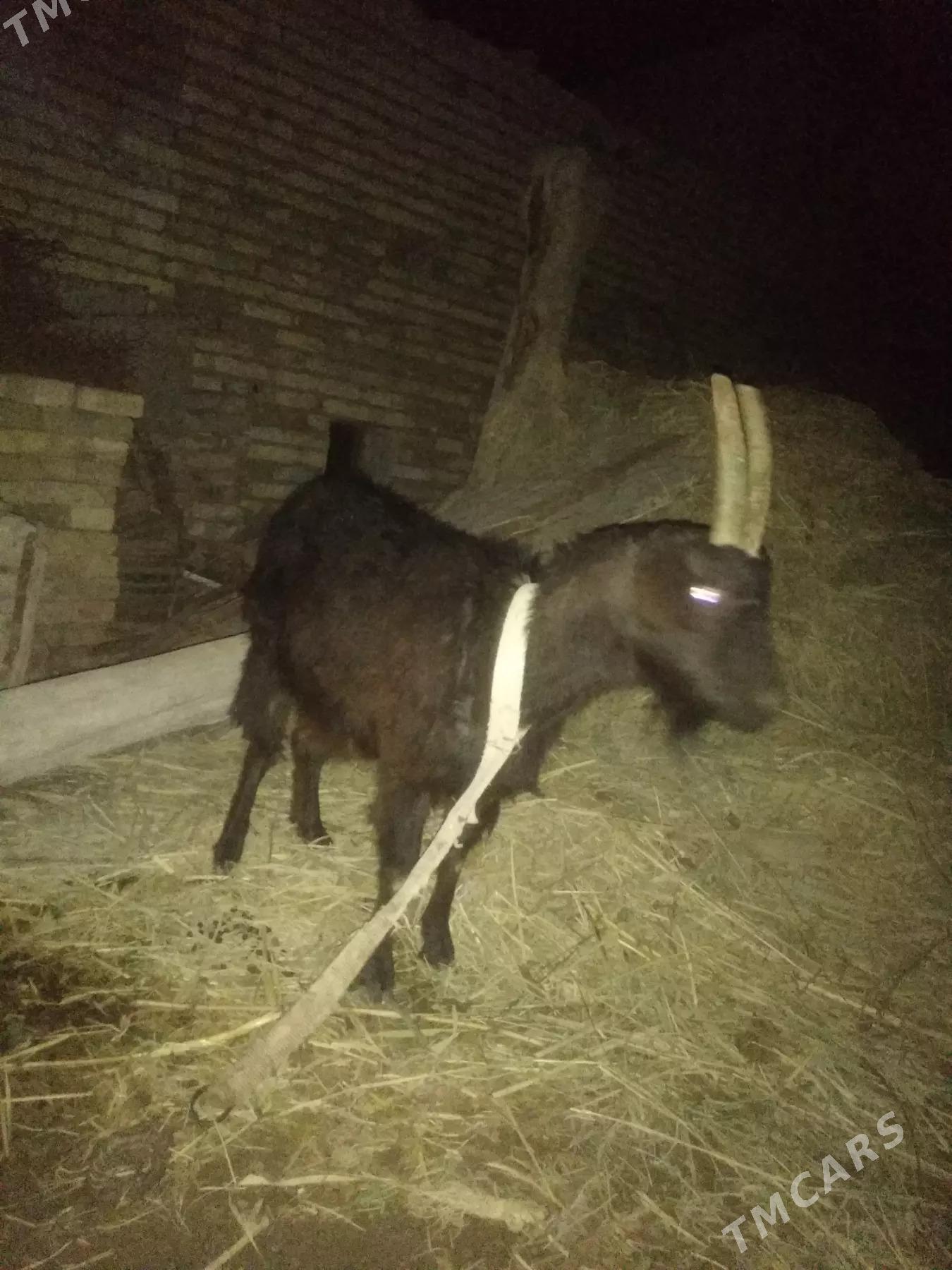 Geçi - Дянев - img 5