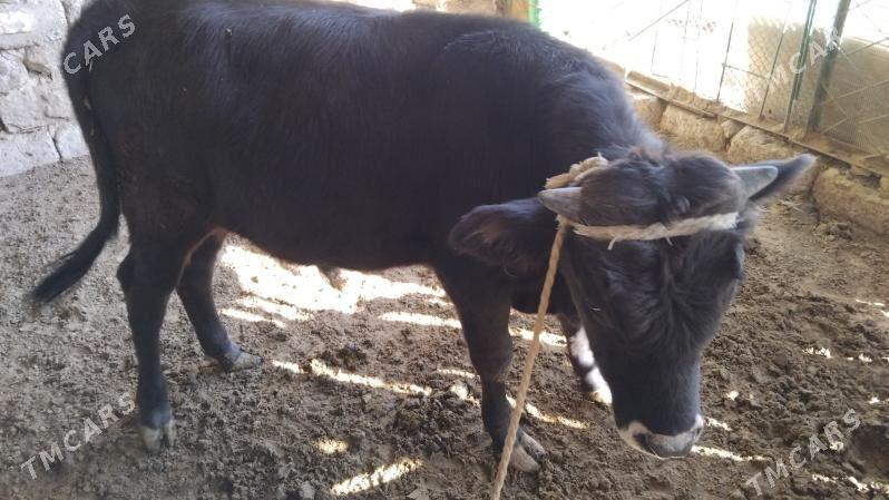 OKÚZ ŞWES TOHIM MAL - Ашхабад - img 2