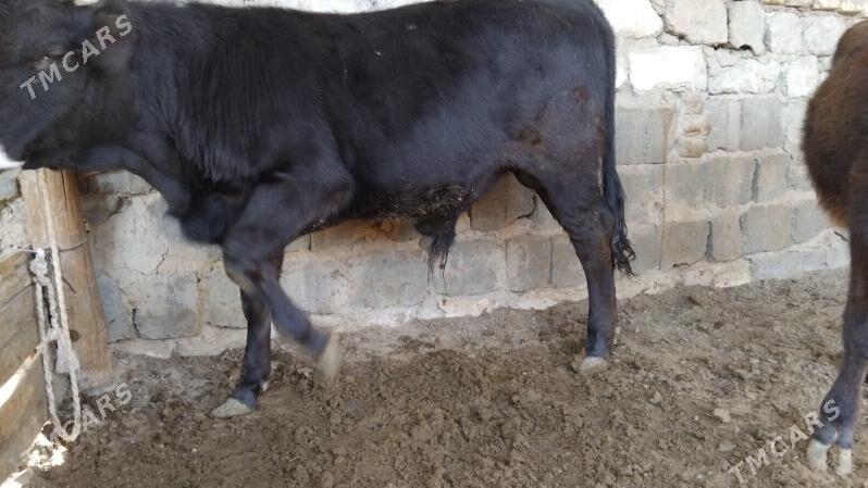 OKÚZ ŞWES TOHIM MAL - Ашхабад - img 3