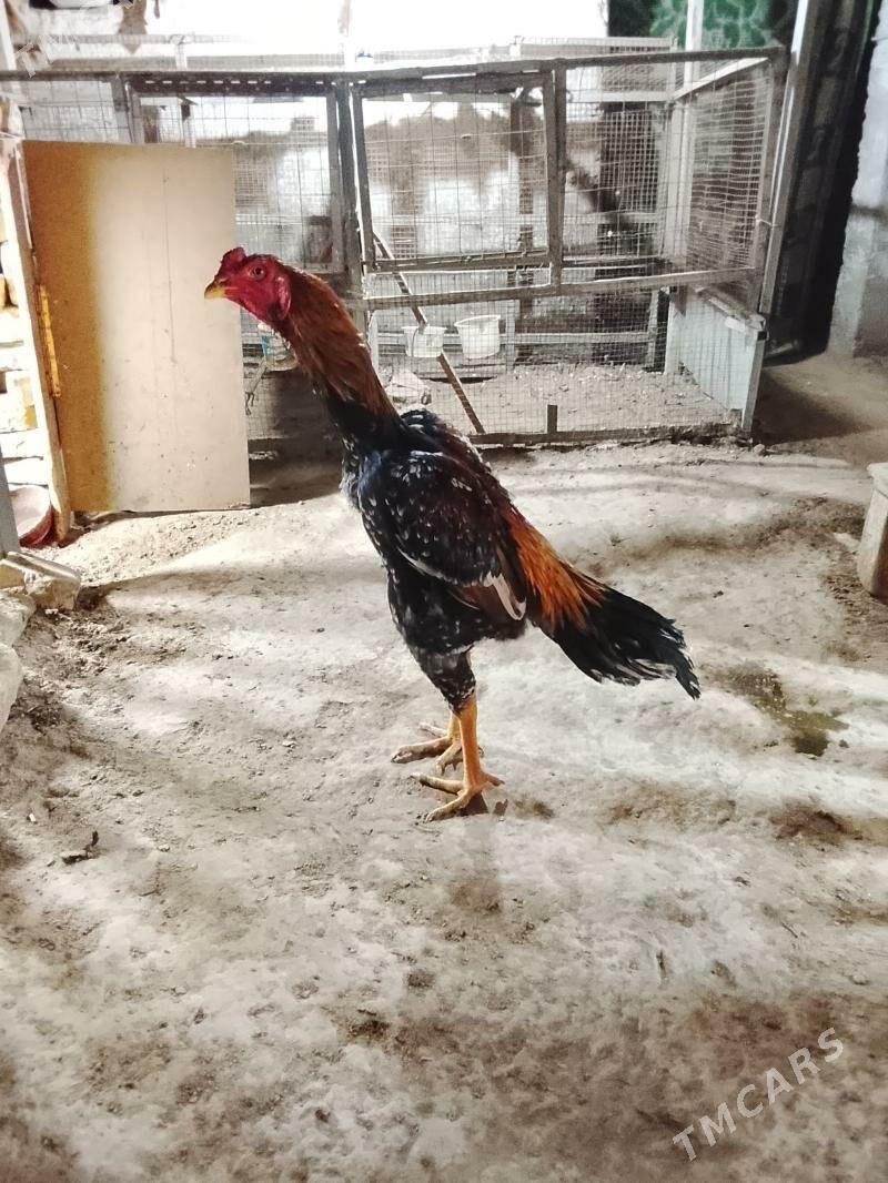 Juja - Дашогуз - img 2