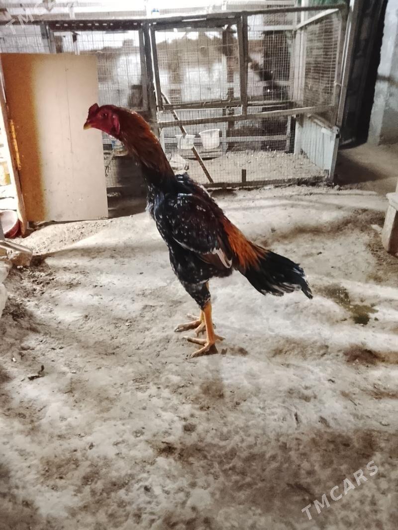 Juja - Дашогуз - img 3