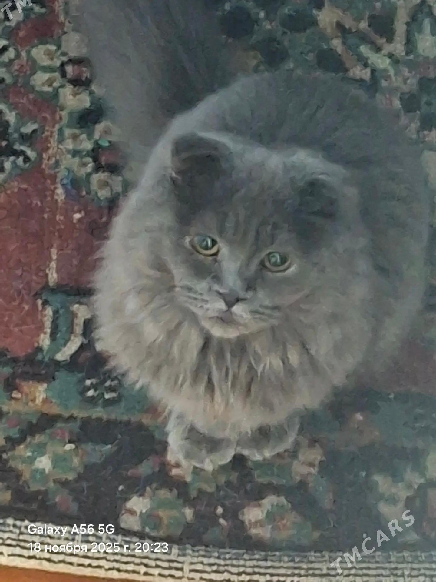 кот туман - Туркменабат - img 2