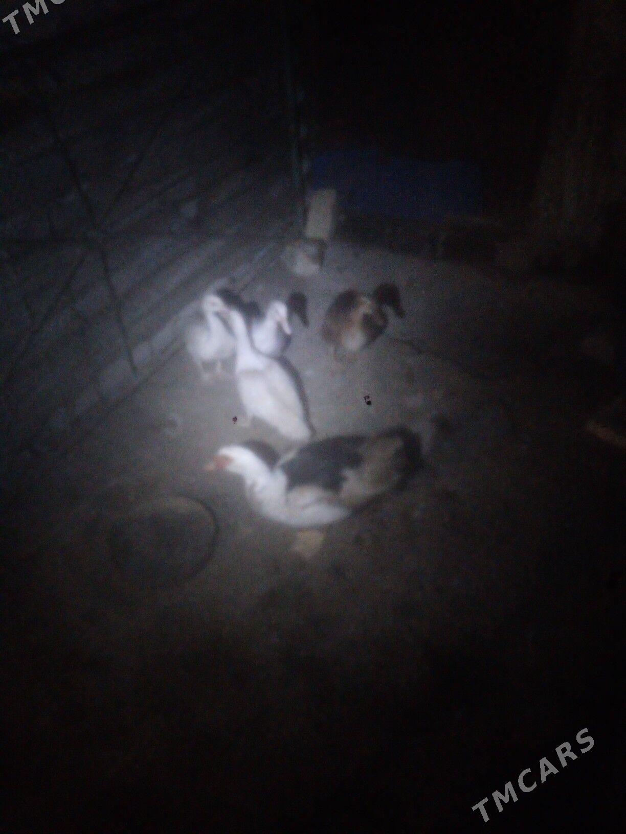 ordek - Balkanabat - img 3