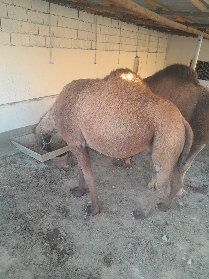 Torumly düÿe - Берекет - img 4