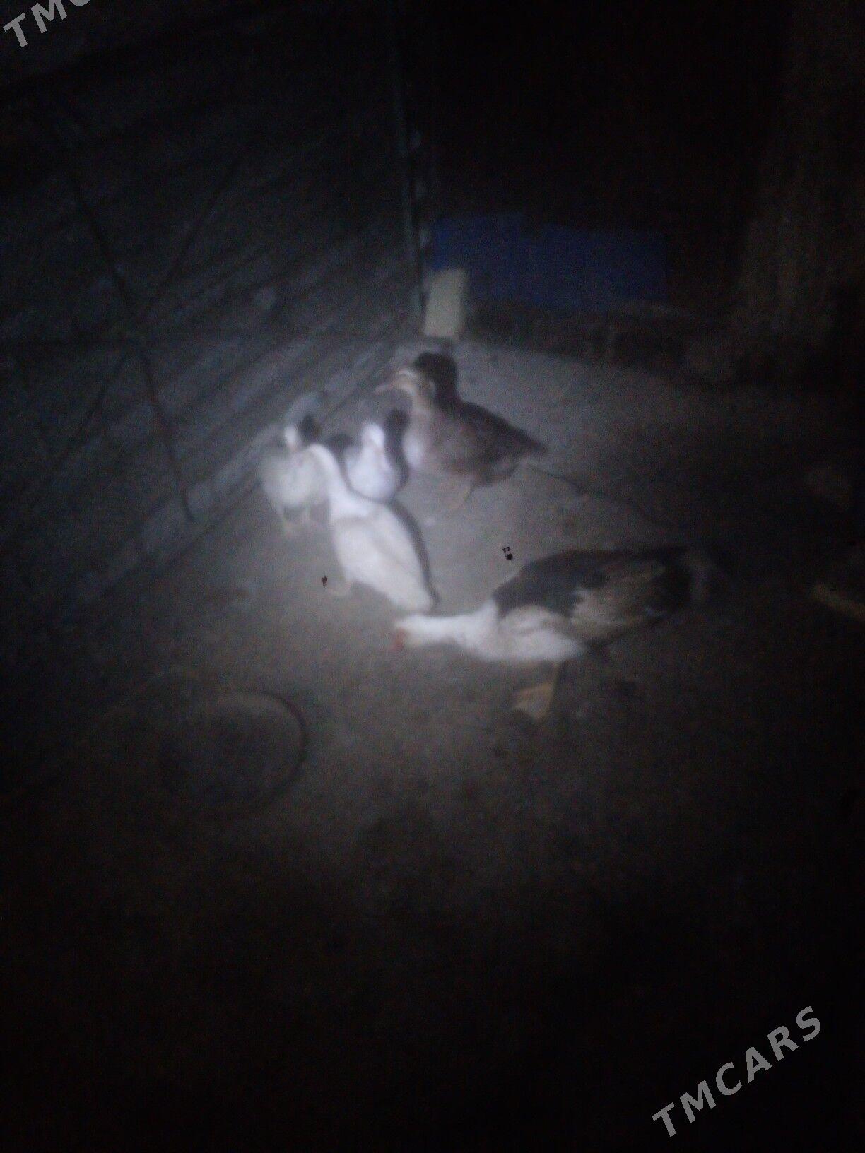 ordek - Balkanabat - img 2