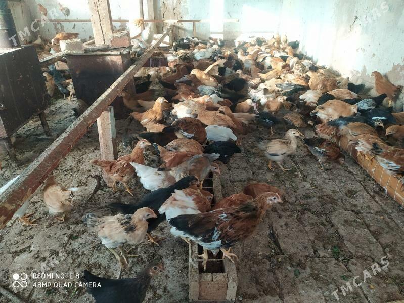 towuk juyje - Сакарчага - img 3