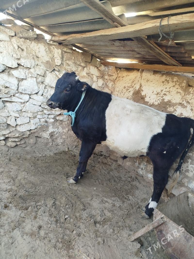 öküz - Gyzylarbat - img 3