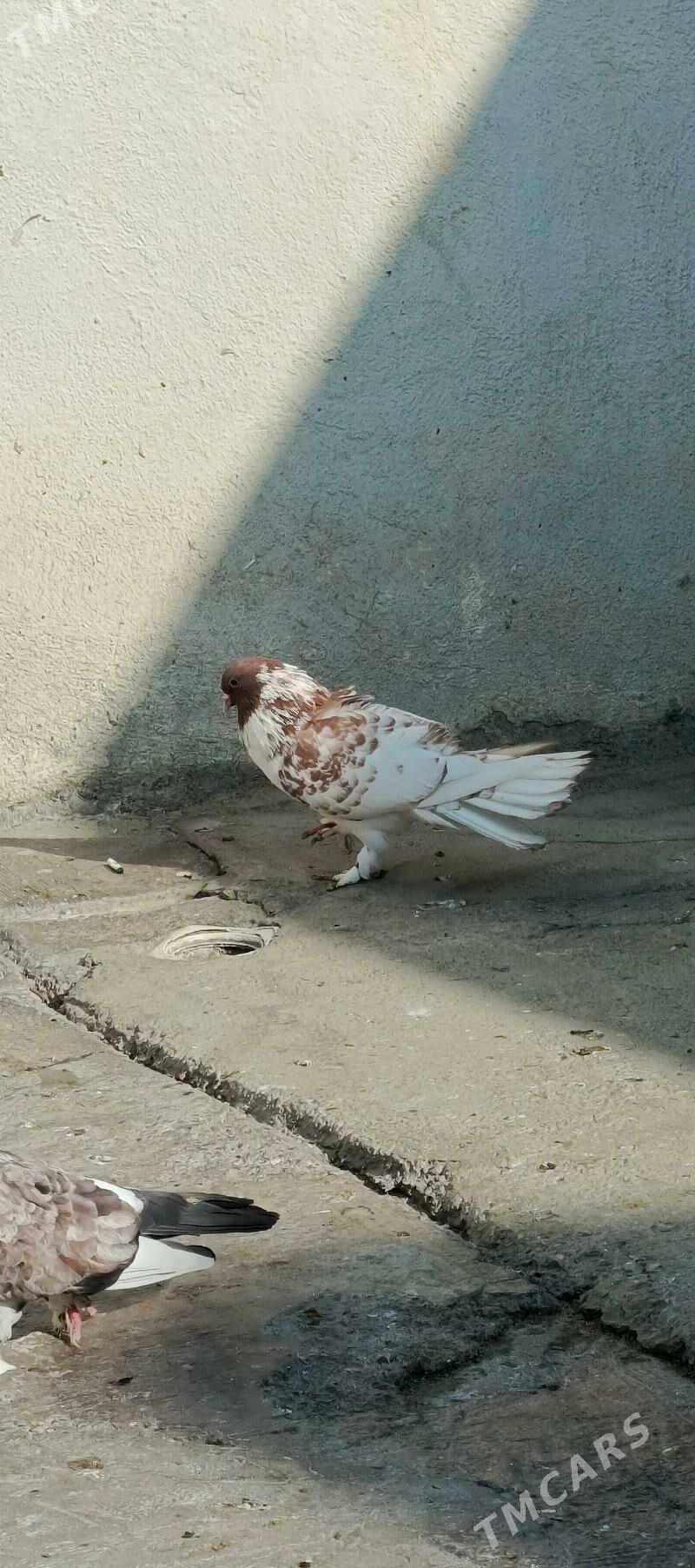 kepderi - Hitrowka - img 2