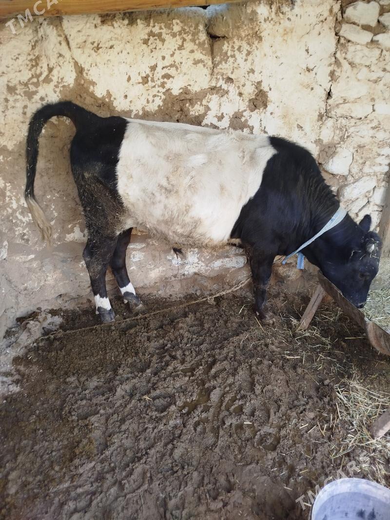 öküz - Gyzylarbat - img 2