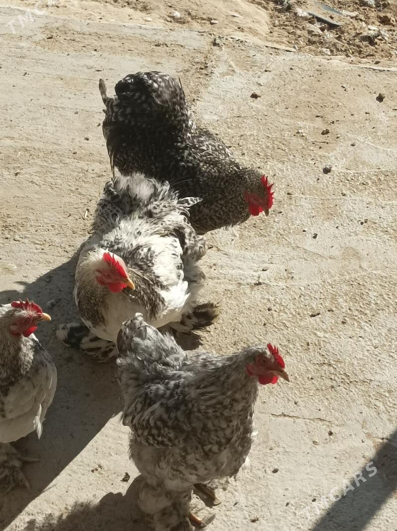 karlık - Анев - img 1