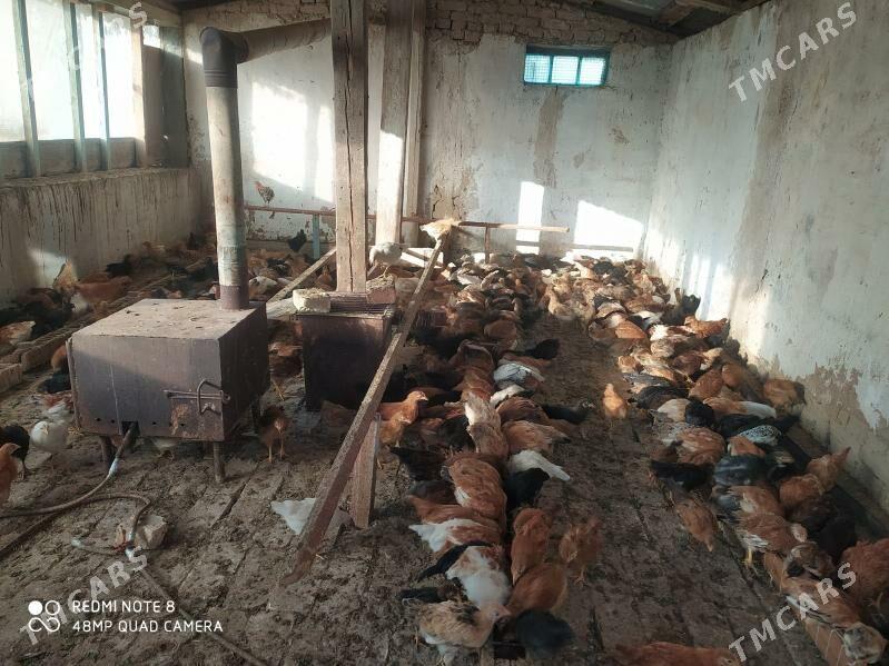 towuk juyje - Сакарчага - img 2