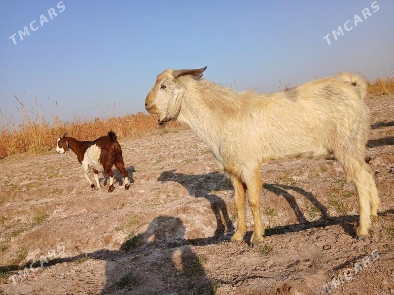 PÄKISTAN GECI - Керки - img 6