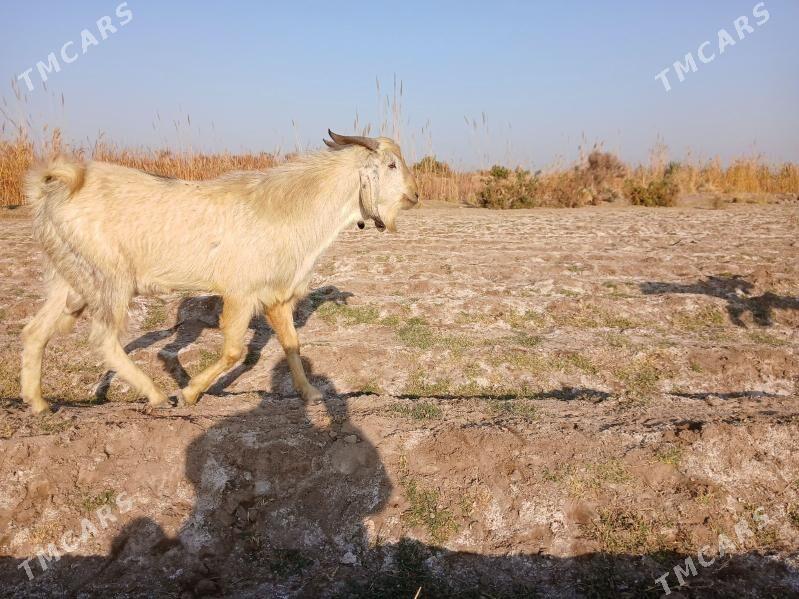 PÄKISTAN GECI - Керки - img 4