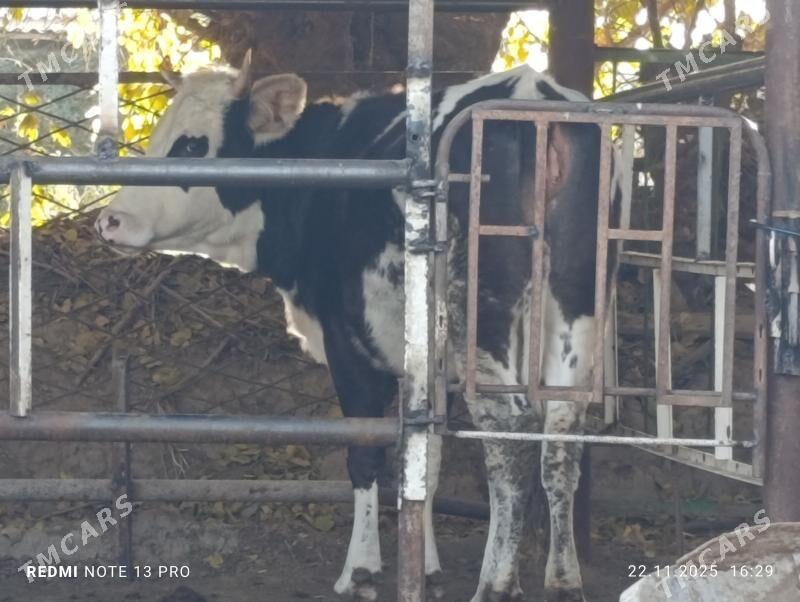 tüwe - Aşgabat - img 2