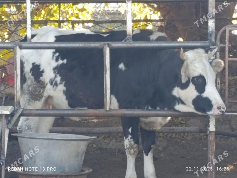 tüwe - Aşgabat - img 3