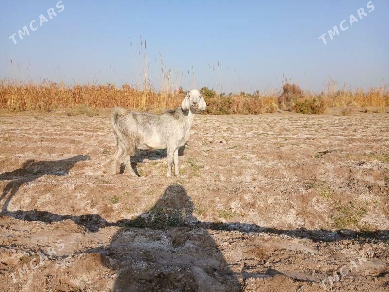 PÄKISTAN GECI - Керки - img 2