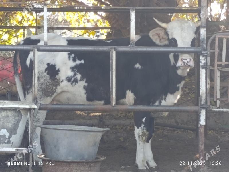 tüwe - Aşgabat - img 5