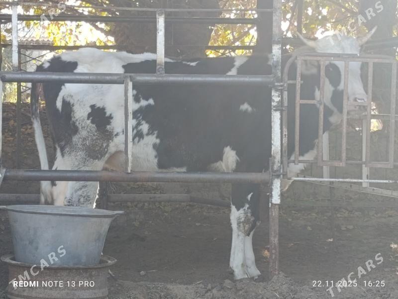 tüwe - Aşgabat - img 4