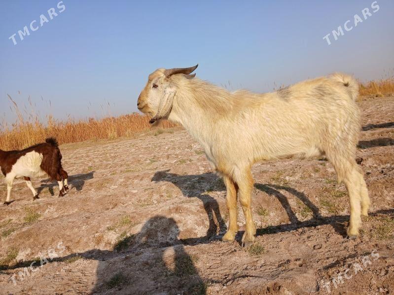 PÄKISTAN GECI - Керки - img 5