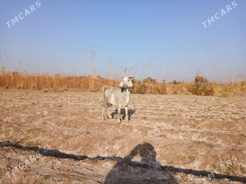 PÄKISTAN GECI - Керки - img 1