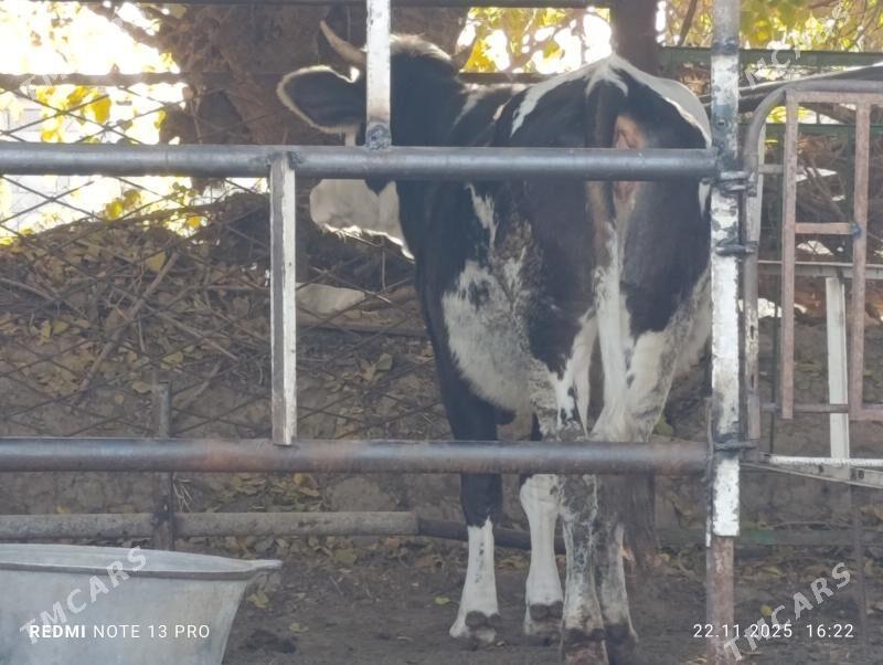 tüwe - Aşgabat - img 6