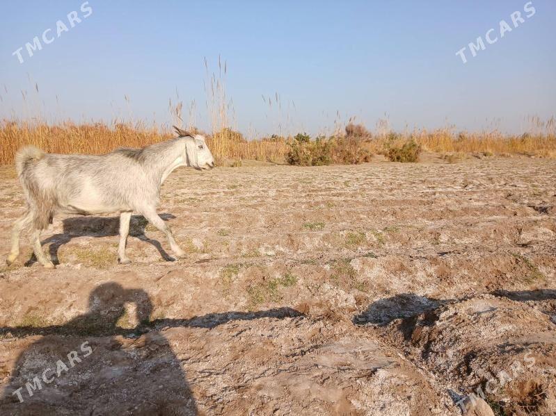 PÄKISTAN GECI - Керки - img 3