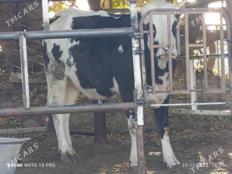 tüwe - Aşgabat - img 1