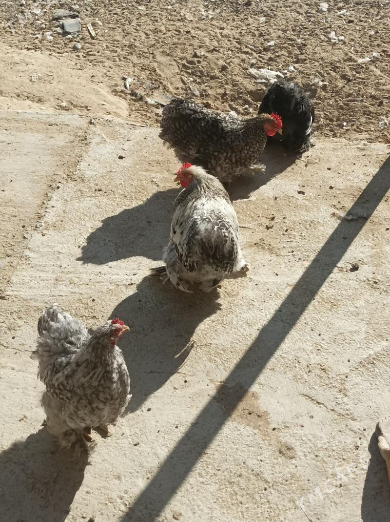 karlık - Анев - img 3