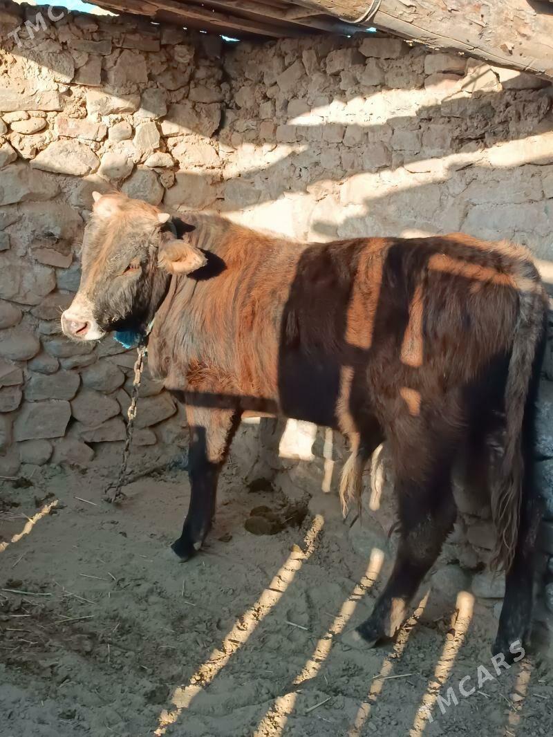 öküz - Gyzylarbat - img 6