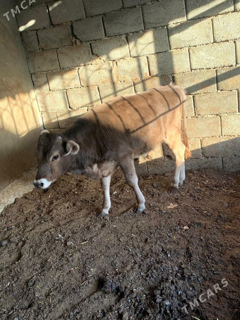 okuz - Бузмеин - img 1