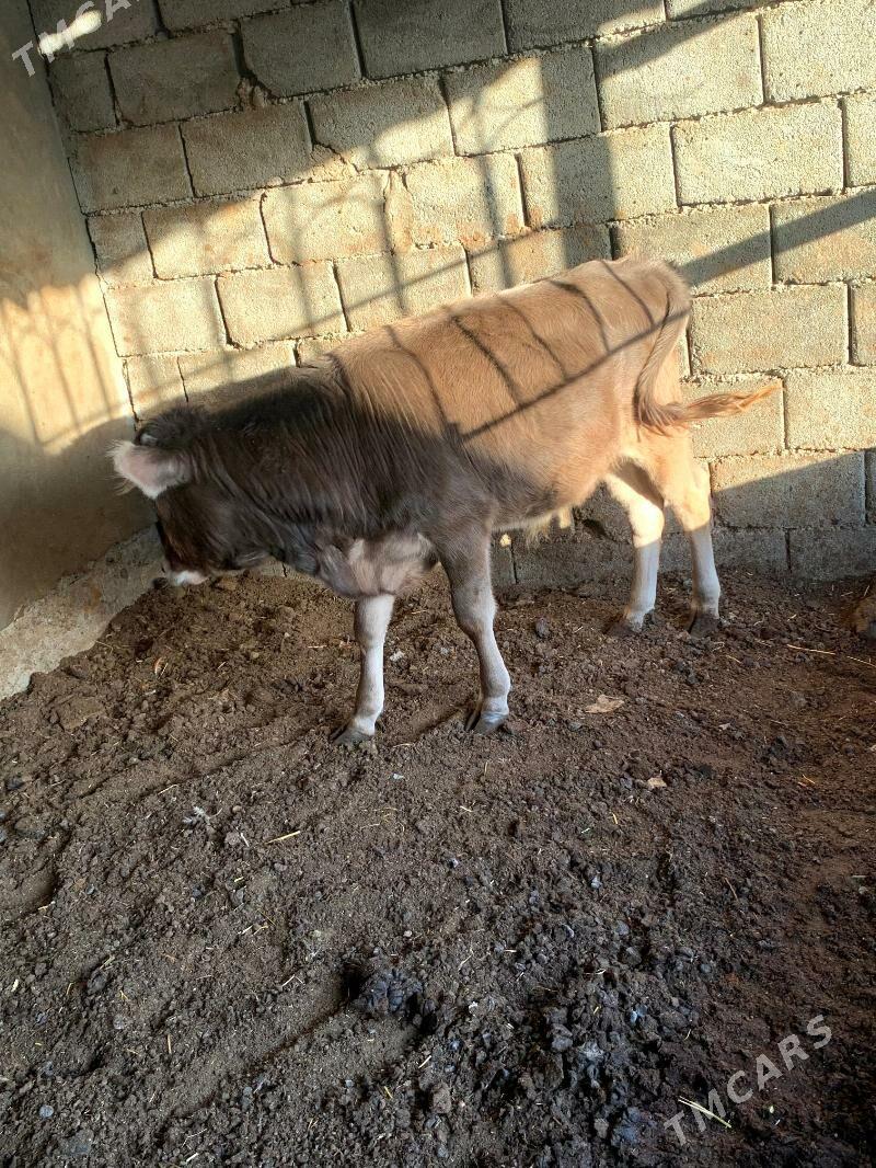 okuz - Бузмеин - img 2