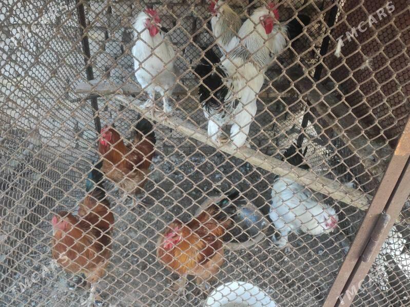 Horaz - Baýramaly - img 1