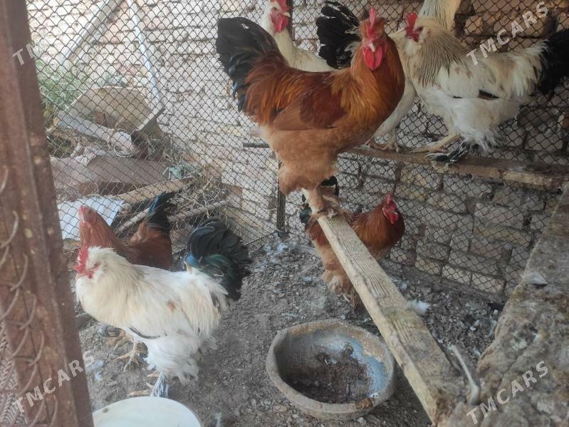 Horaz - Baýramaly - img 2