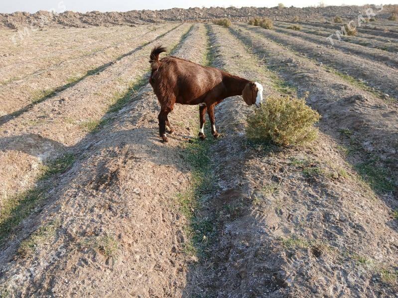 GECI - Kerki - img 7