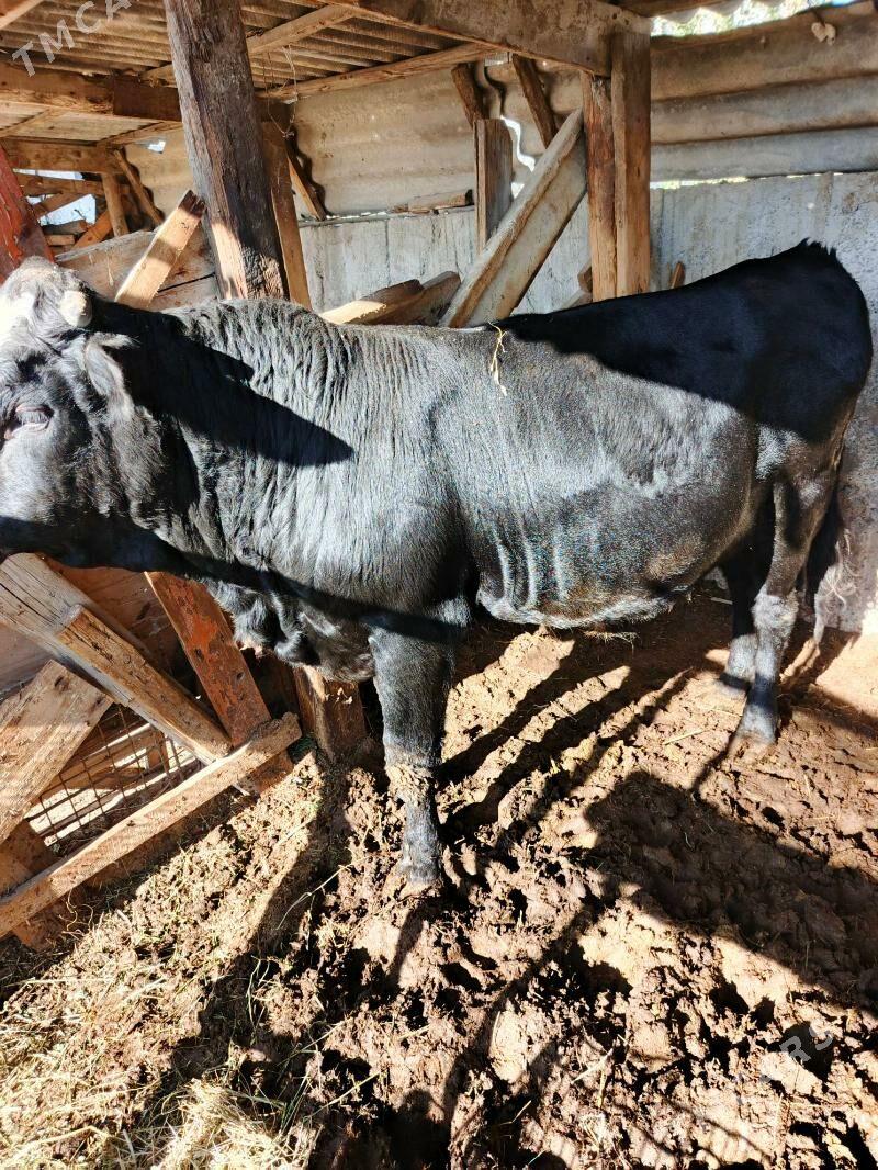 angus okuz - Aşgabat - img 1