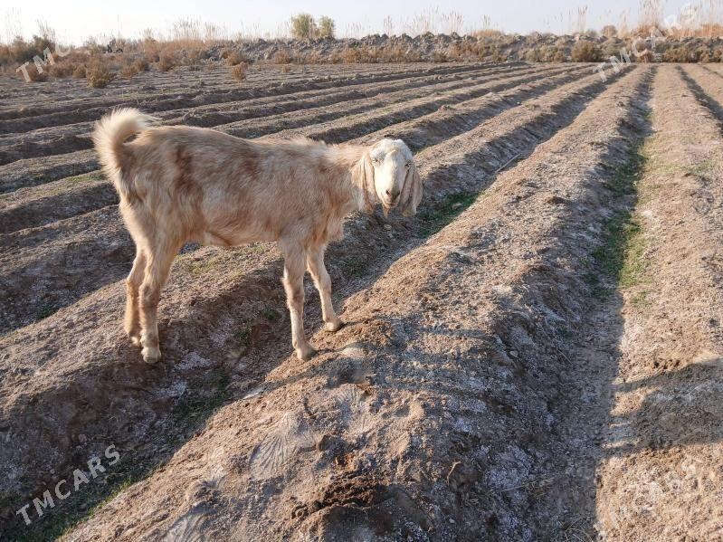 GECI - Kerki - img 6