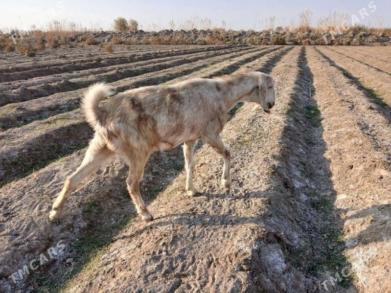 GECI - Kerki - img 4