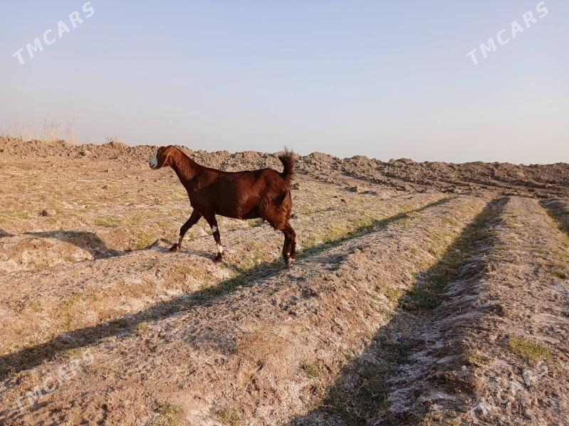 GECI - Kerki - img 1