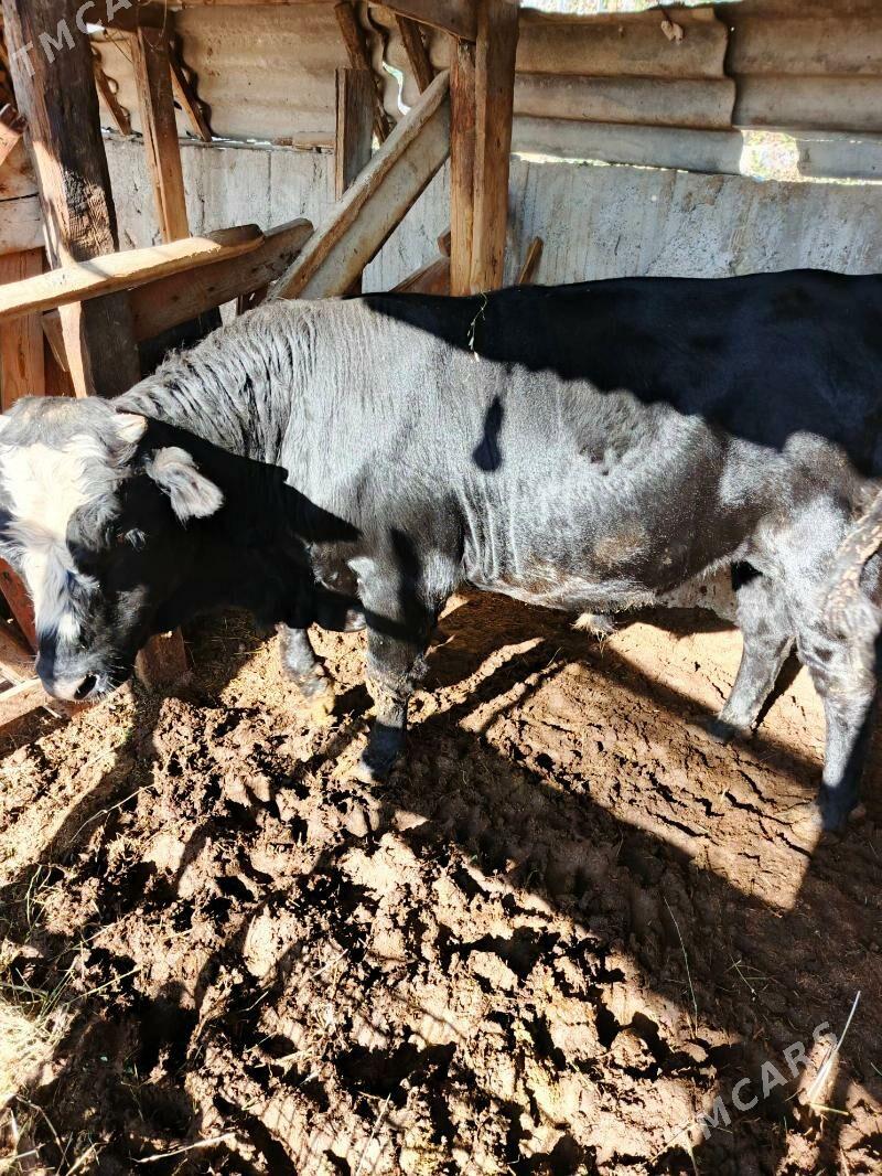 angus okuz - Aşgabat - img 2