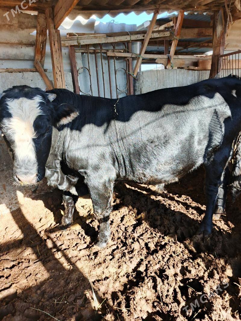 angus okuz - Aşgabat - img 3