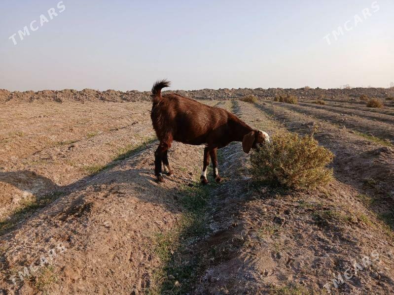 GECI - Kerki - img 3