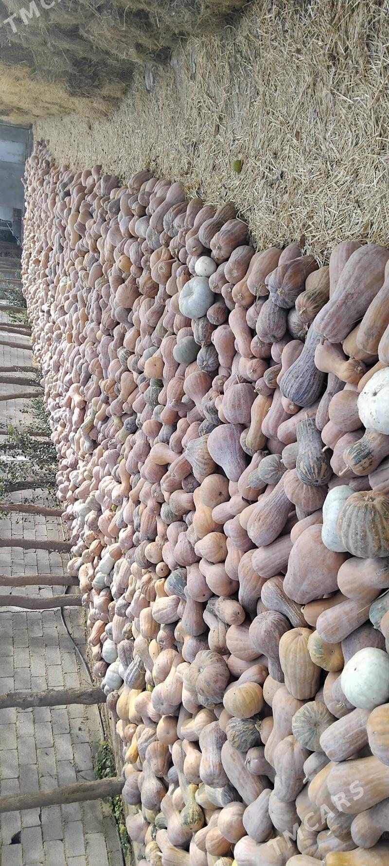 kadyy - Änew - img 1