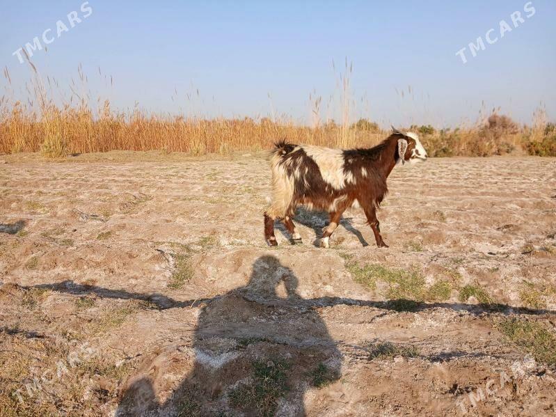 GECI - Керки - img 5