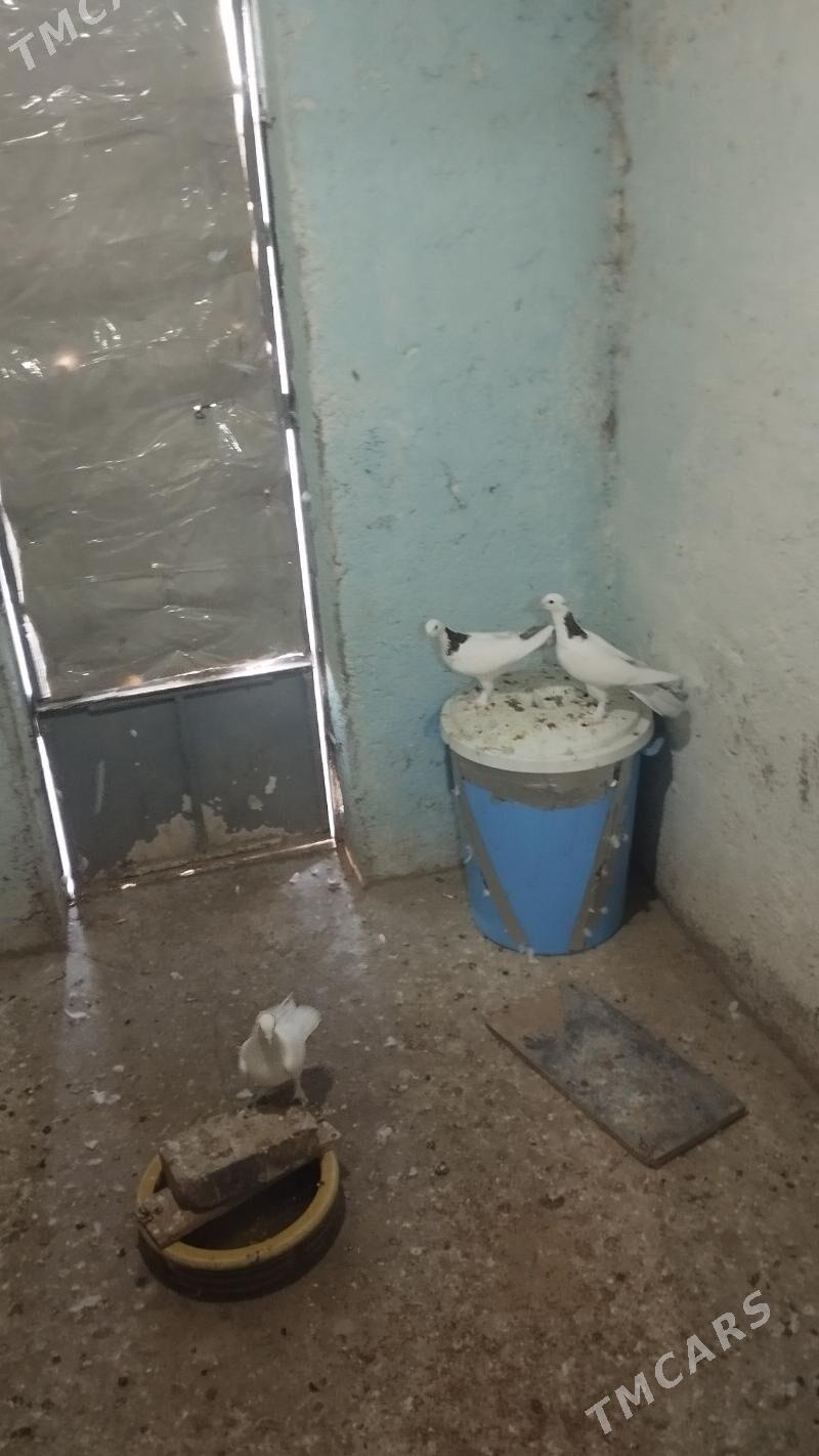 kepderi - Gyzylarbat - img 1