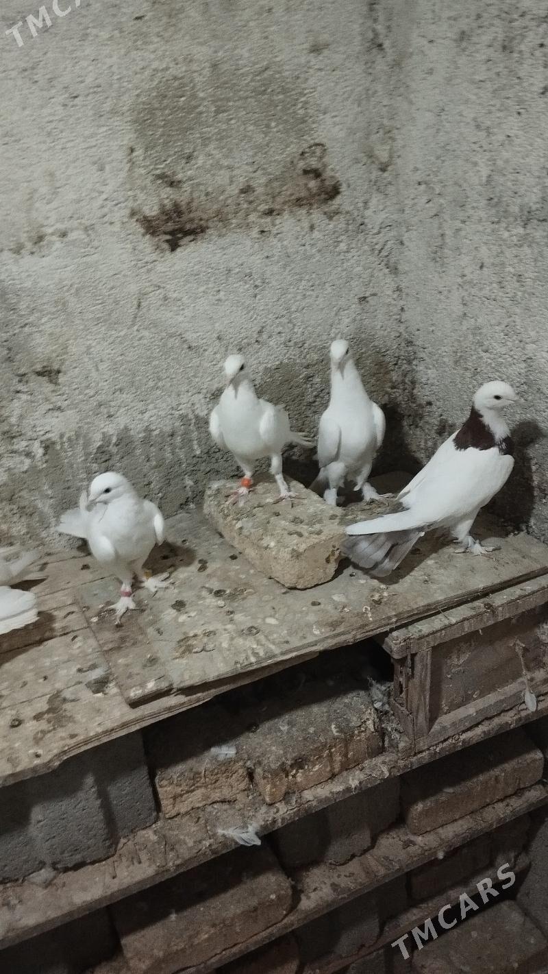 kepderi - Gyzylarbat - img 4