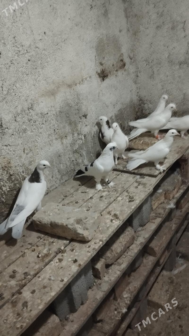 kepderi - Gyzylarbat - img 2